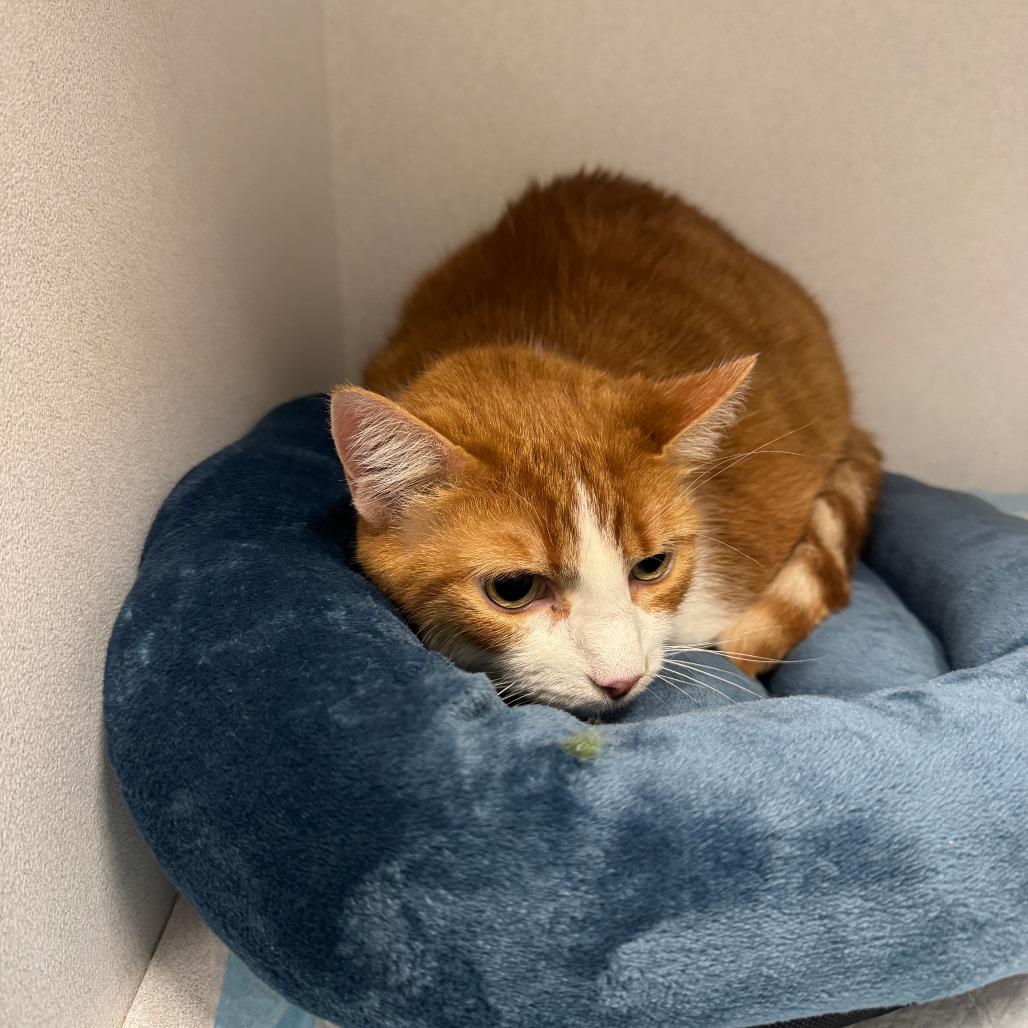 Bob ARC2026-048, Adoptable, Senior Male Domestic Short Hair.