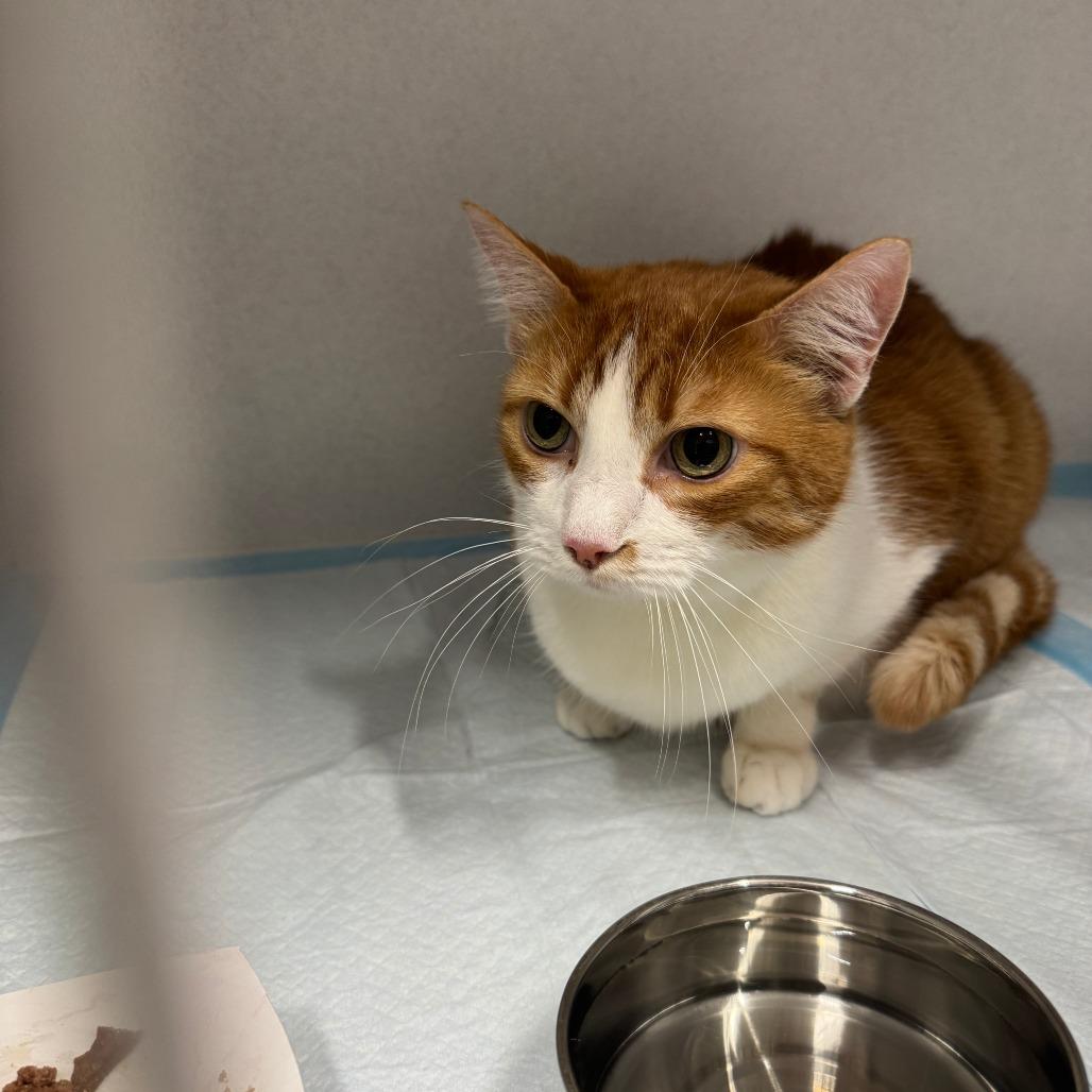 Enlarge Bob ARC2026-048, a Adoptable Domestic Short Hair in Akron, NY image 2/6