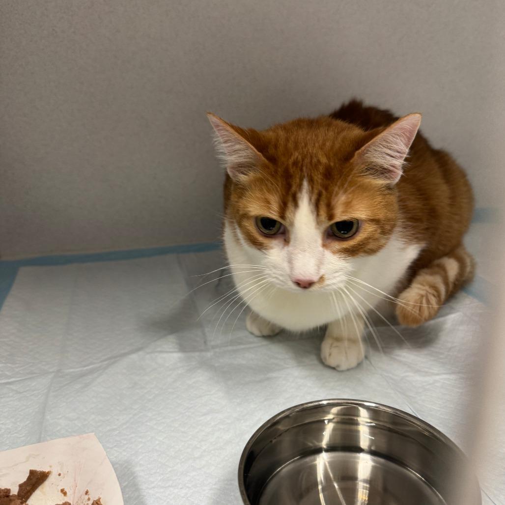 Enlarge Bob ARC2026-048, a Adoptable Domestic Short Hair in Akron, NY image 3/6