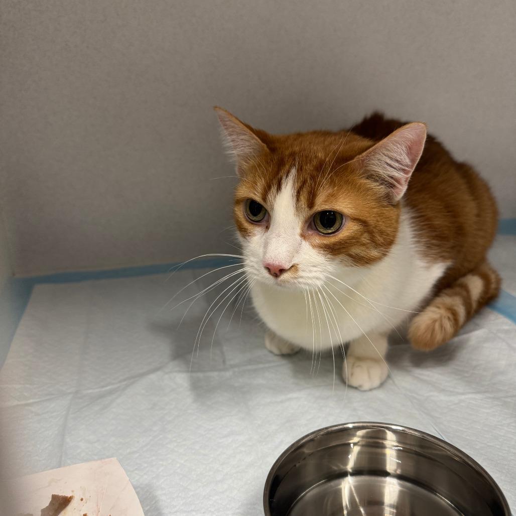 Enlarge Bob ARC2026-048, a Adoptable Domestic Short Hair in Akron, NY image 4/6