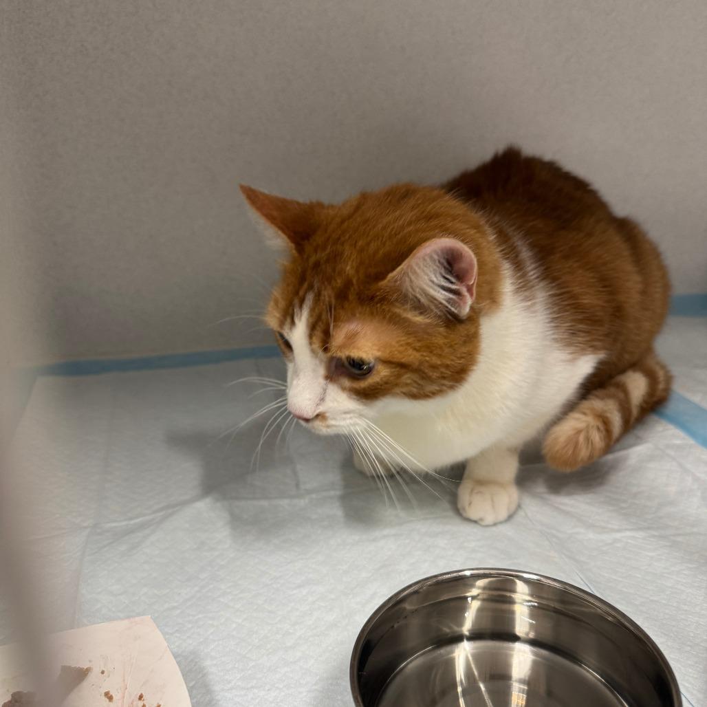 Enlarge Bob ARC2026-048, a Adoptable Domestic Short Hair in Akron, NY image 5/6