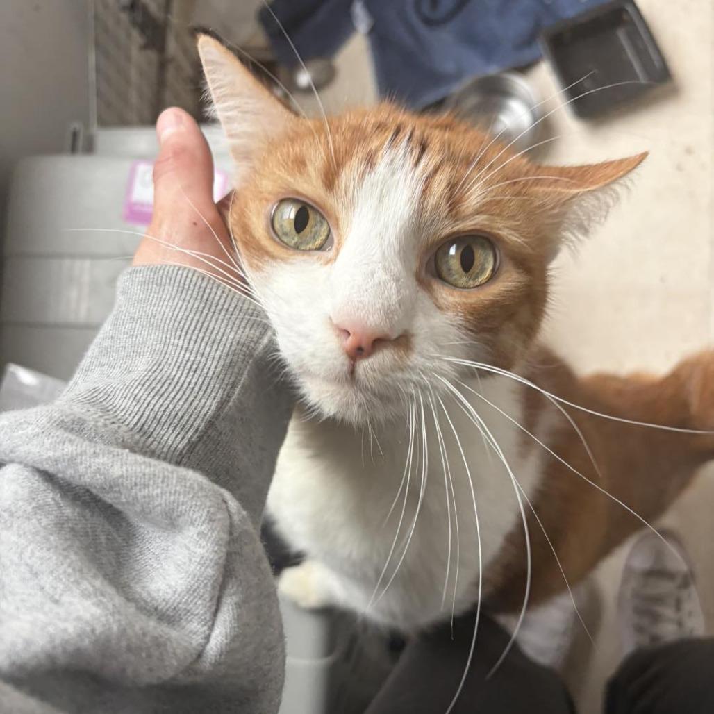 Enlarge Bob ARC2026-048, a Adoptable Domestic Short Hair in Akron, NY image 6/6