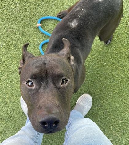 Bianca, Adoptable, Adult Female Pit Bull Terrier & Mixed Breed.