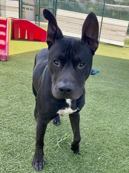 Enlarge Bianca, a Adoptable mixed breed in Independence, MO image 2/3