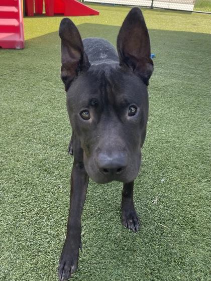 Enlarge Bianca, a Adoptable mixed breed in Independence, MO image 3/3