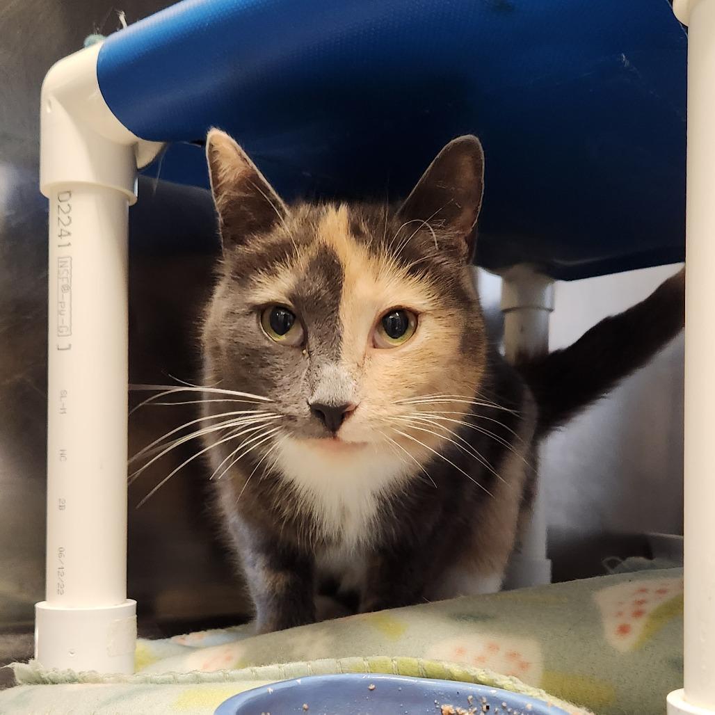 Miss Sarah, Adoptable, Young Female Domestic Short Hair.