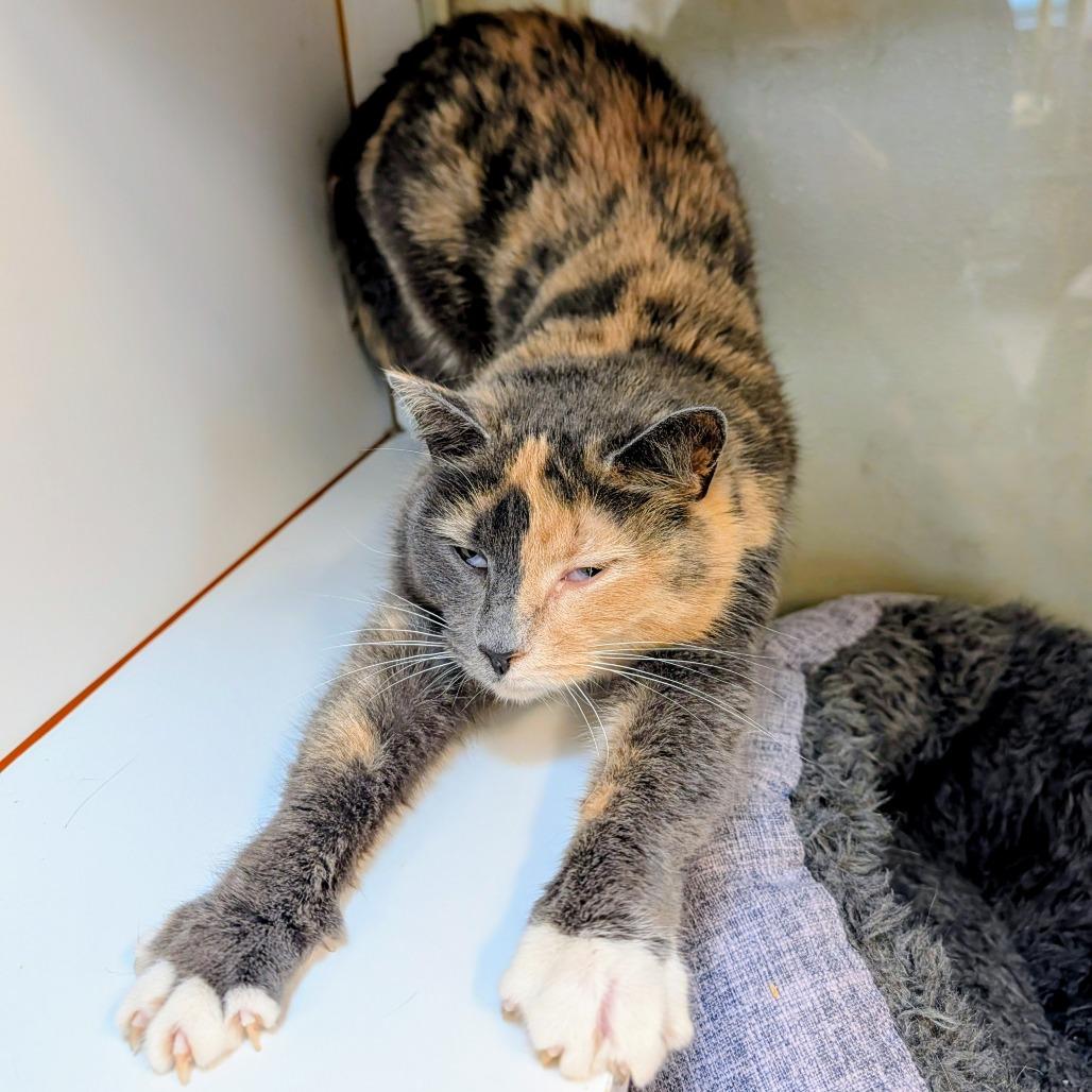 Enlarge Miss Sarah, a Adoptable Domestic Short Hair in Delaware, OH image 2/6