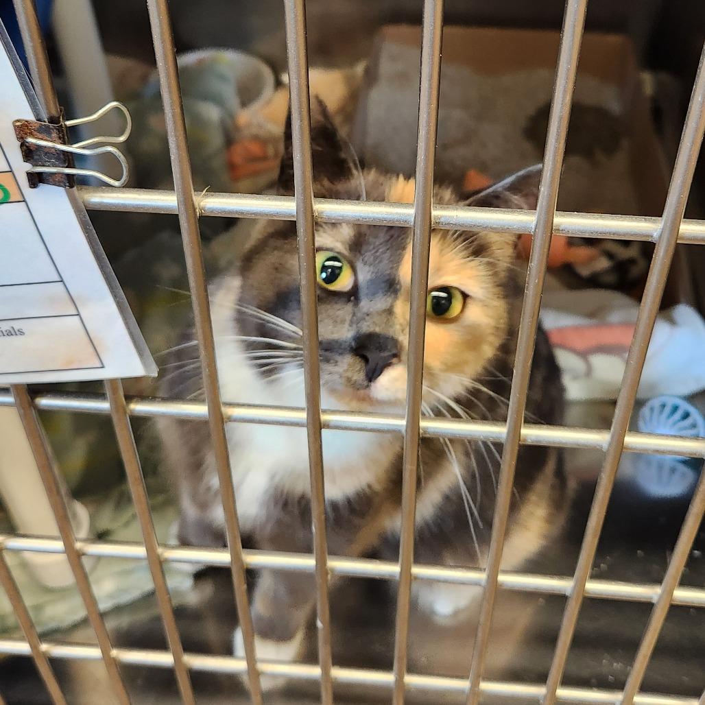 Enlarge Miss Sarah, a Adoptable Domestic Short Hair in Delaware, OH image 3/6