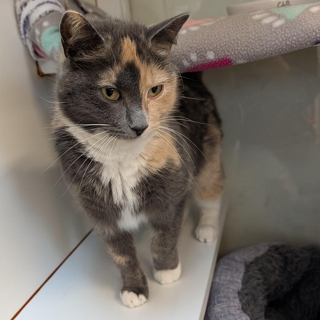 Enlarge Miss Sarah, a Adoptable Domestic Short Hair in Delaware, OH image 4/6