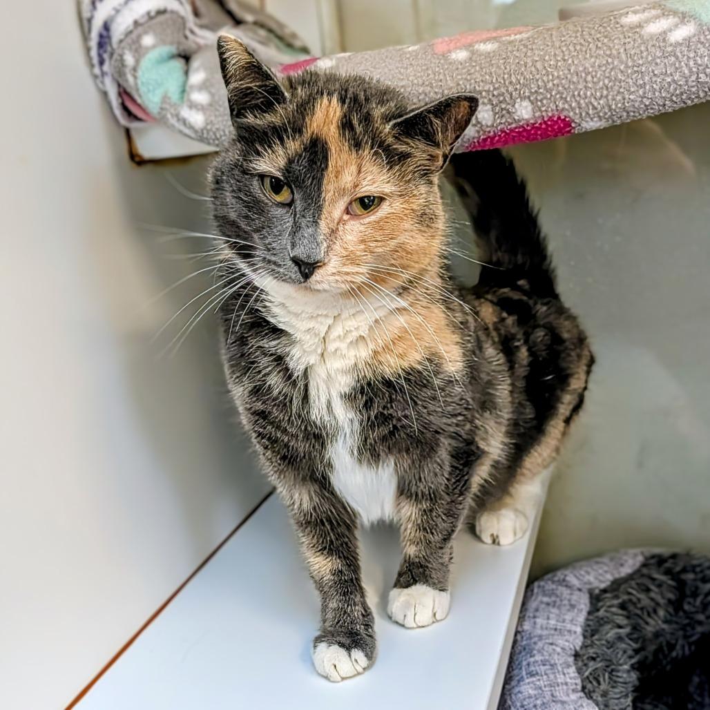 Enlarge Miss Sarah, a Adoptable Domestic Short Hair in Delaware, OH image 5/6