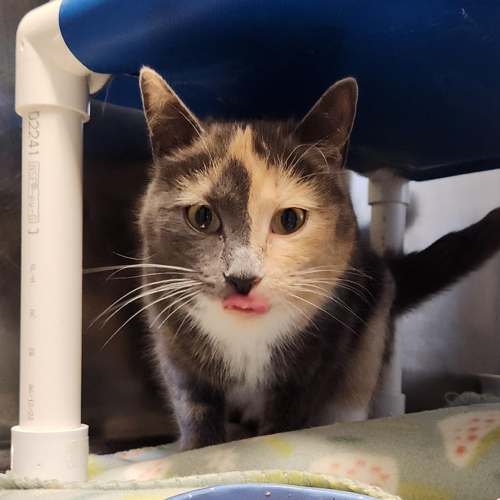 Enlarge Miss Sarah, a Adoptable Domestic Short Hair in Delaware, OH image 6/6