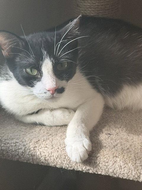 Enlarge Everglades (2625), a Adoptable Domestic Short Hair in Wesley Chapel, FL image 1/2