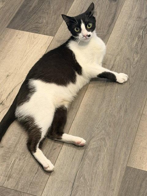 Enlarge Everglades (2625), a Adoptable Domestic Short Hair in Wesley Chapel, FL image 2/2