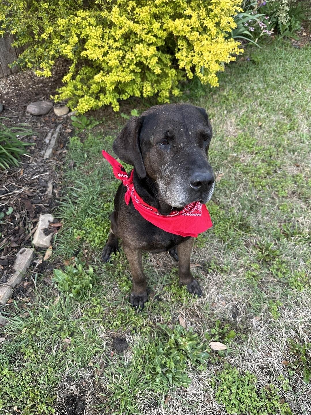 Rocky, a Adoptable mixed breed in Weatherford, TX image 2/3