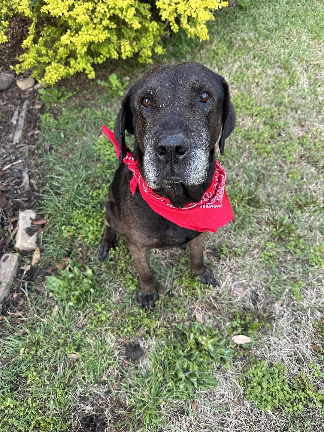Rocky, a Adoptable mixed breed in Weatherford, TX image 1/3
