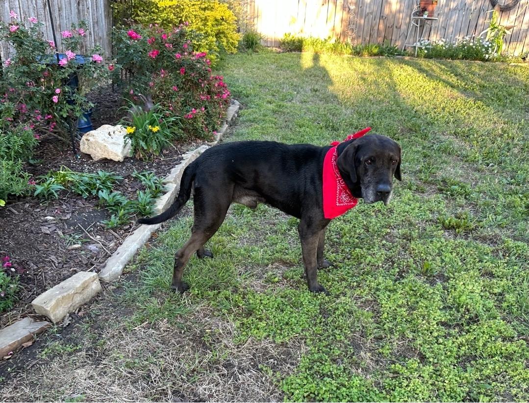 Rocky, a Adoptable mixed breed in Weatherford, TX image 3/3