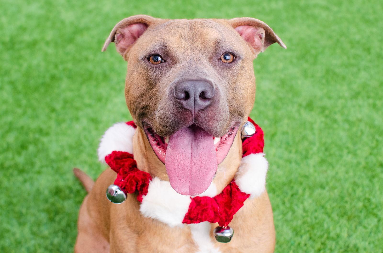 Skeeter, Adoptable, Adult Male Pit Bull Terrier.