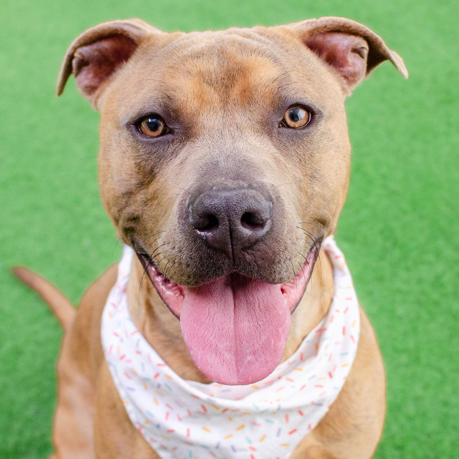 Enlarge Skeeter, a Adoptable Pit Bull Terrier in Burlingame, CA image 2/3