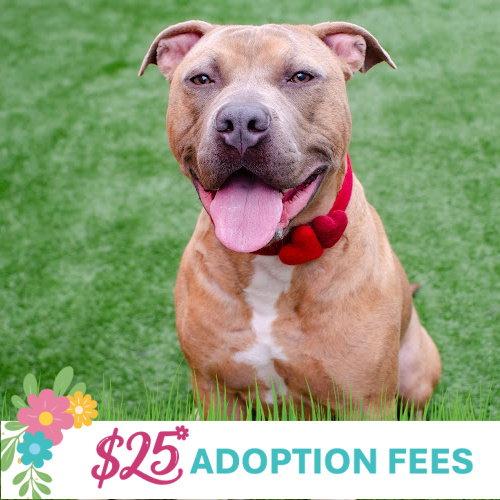 Skeeter, Adoptable, Adult Male Pit Bull Terrier.