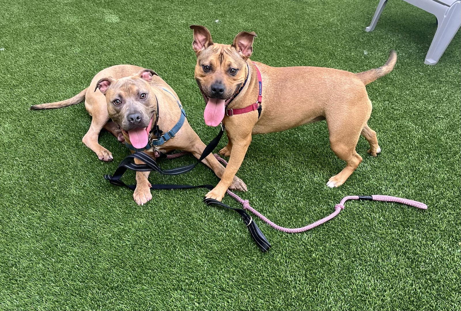 Skeeter, Adoptable, Adult Male Pit Bull Terrier.