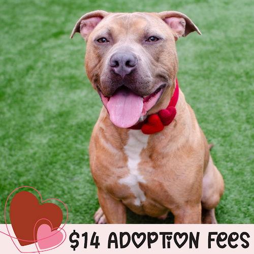 Enlarge Skeeter, a Adoptable Pit Bull Terrier in Burlingame, CA image 2/3