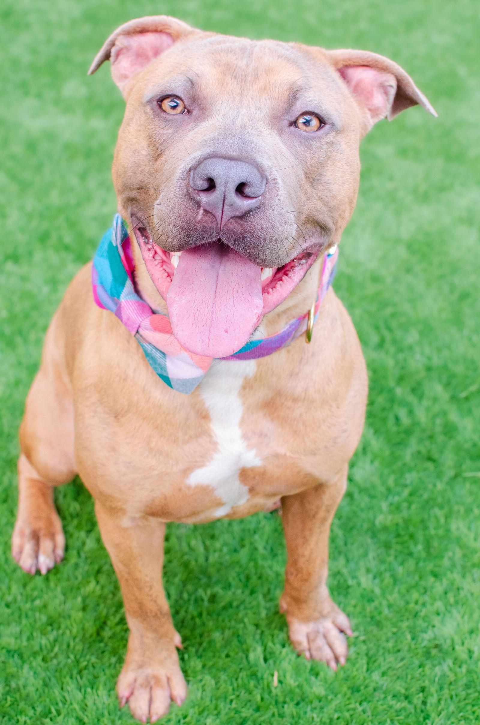 Enlarge Skeeter, a Adoptable Pit Bull Terrier in Burlingame, CA image 3/3