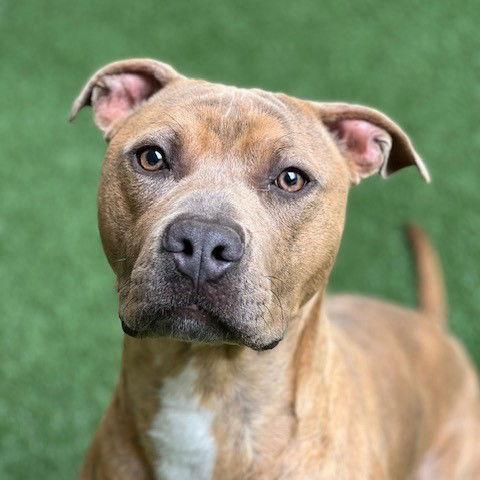 Enlarge Skeeter, a Adoptable Pit Bull Terrier in Burlingame, CA image 3/3