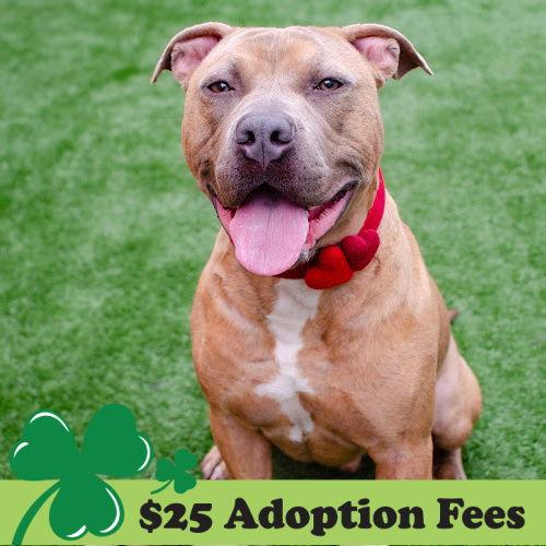Skeeter, a Adoptable Pit Bull Terrier in Burlingame, CA image 3/3
