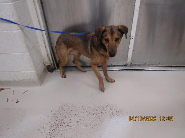 Enlarge Simon (874), a Adoptable mixed breed in Marietta, GA image 1/1