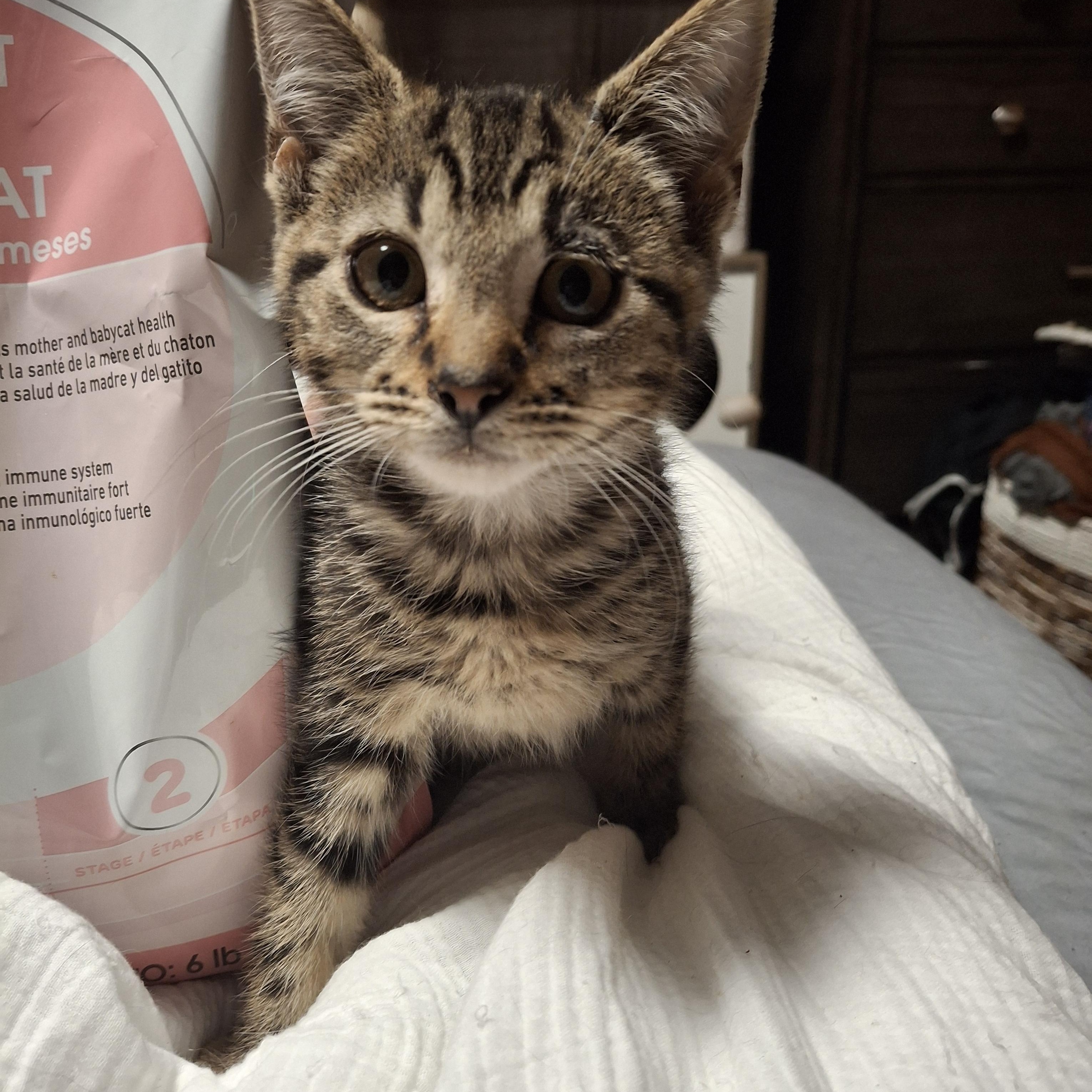 Phil, a Adoptable Manx in Lawrenceville, GA image 1/2