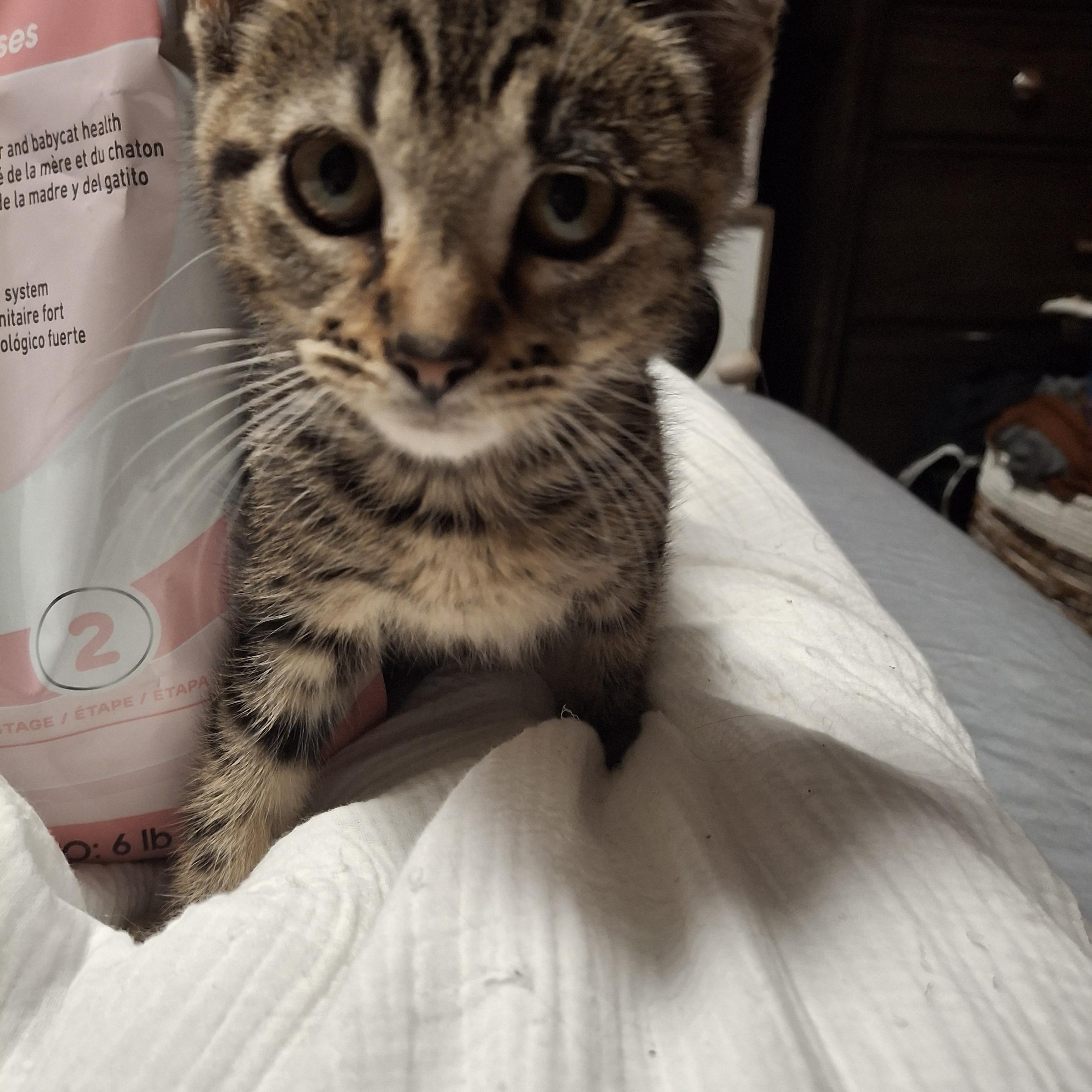 Phil, a Adoptable Manx in Lawrenceville, GA image 2/2