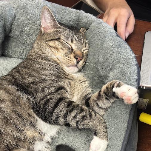 Dale (& Brennan), Adoptable, Adult Male Domestic Short Hair.