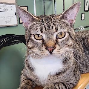 Enlarge Dale (& Brennan), a Adoptable Domestic Short Hair in Kennett Square, PA image 4/5