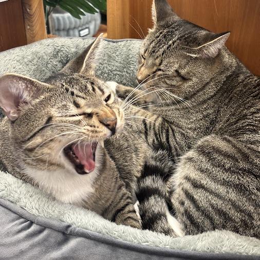 Enlarge Dale (& Brennan), a Adoptable Domestic Short Hair in Kennett Square, PA image 5/5