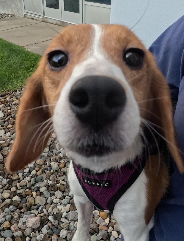 Cleo, Adoptable, Young Female Beagle.