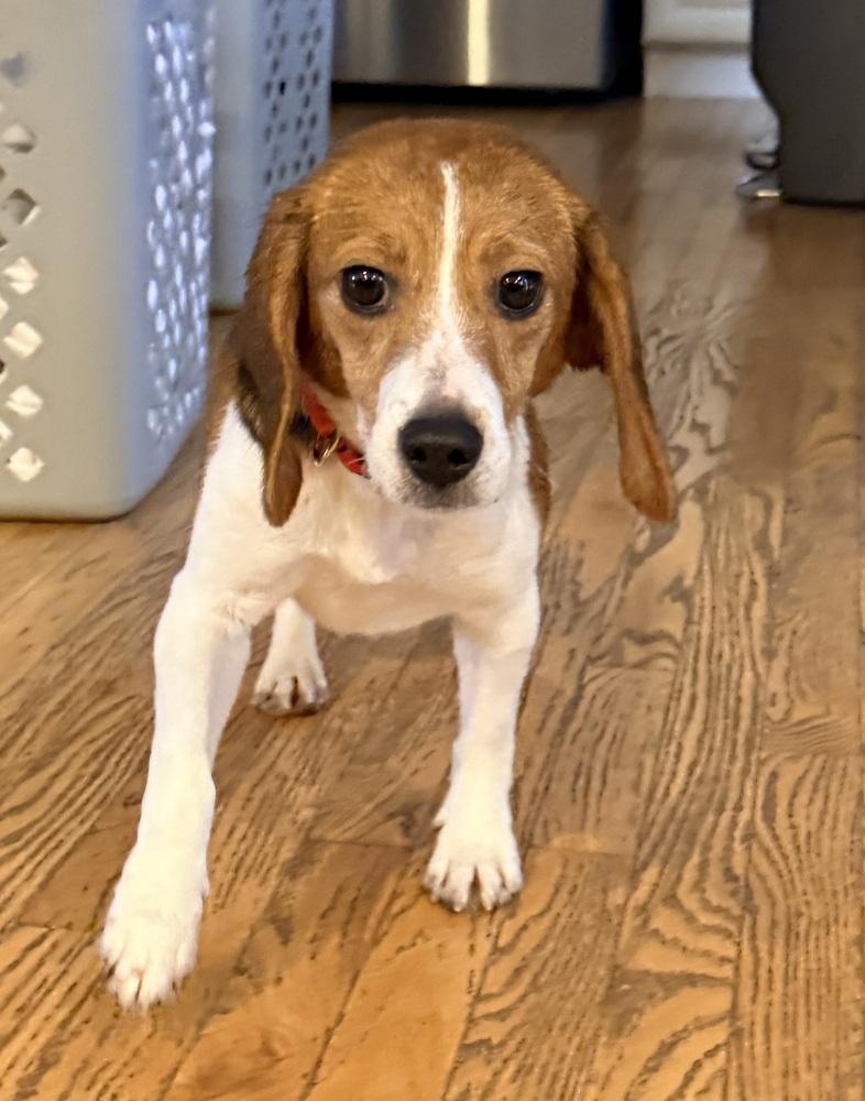 Enlarge Cleo, a Adoptable Beagle in Coldwater, MI image 2/4