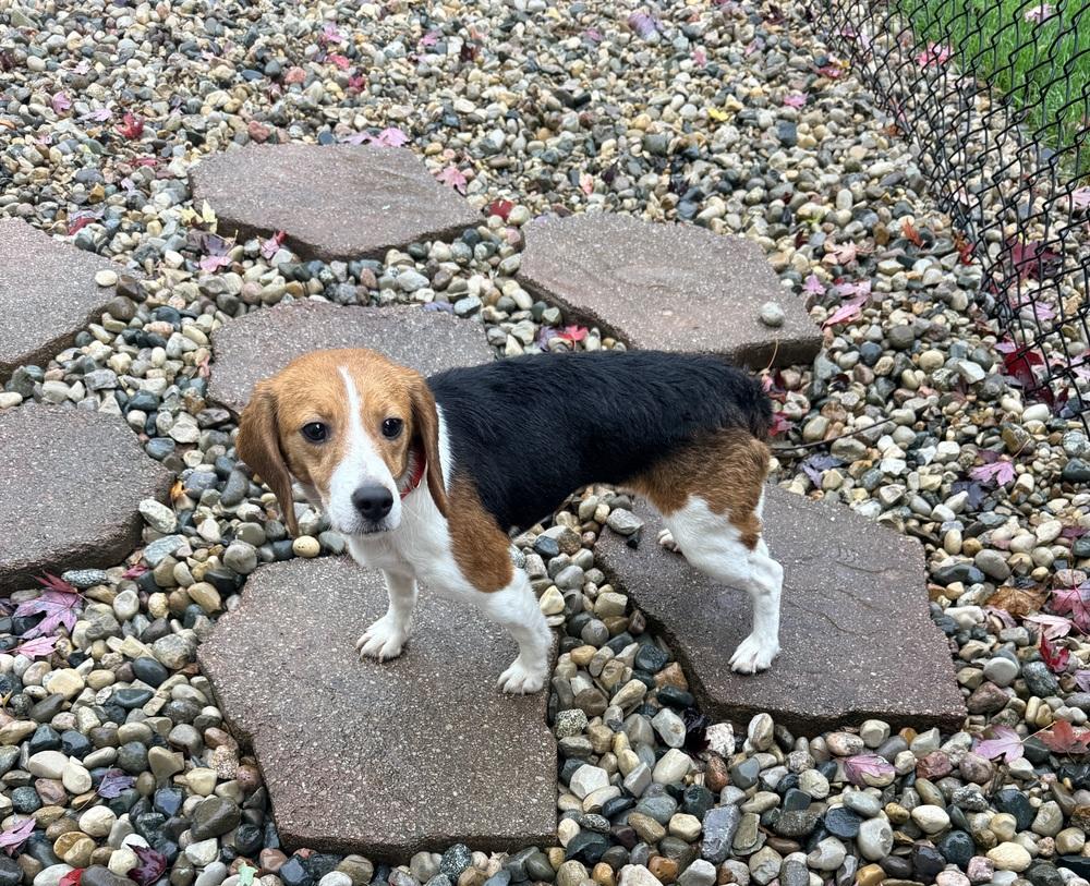 Enlarge Cleo, a Adoptable Beagle in Coldwater, MI image 3/4