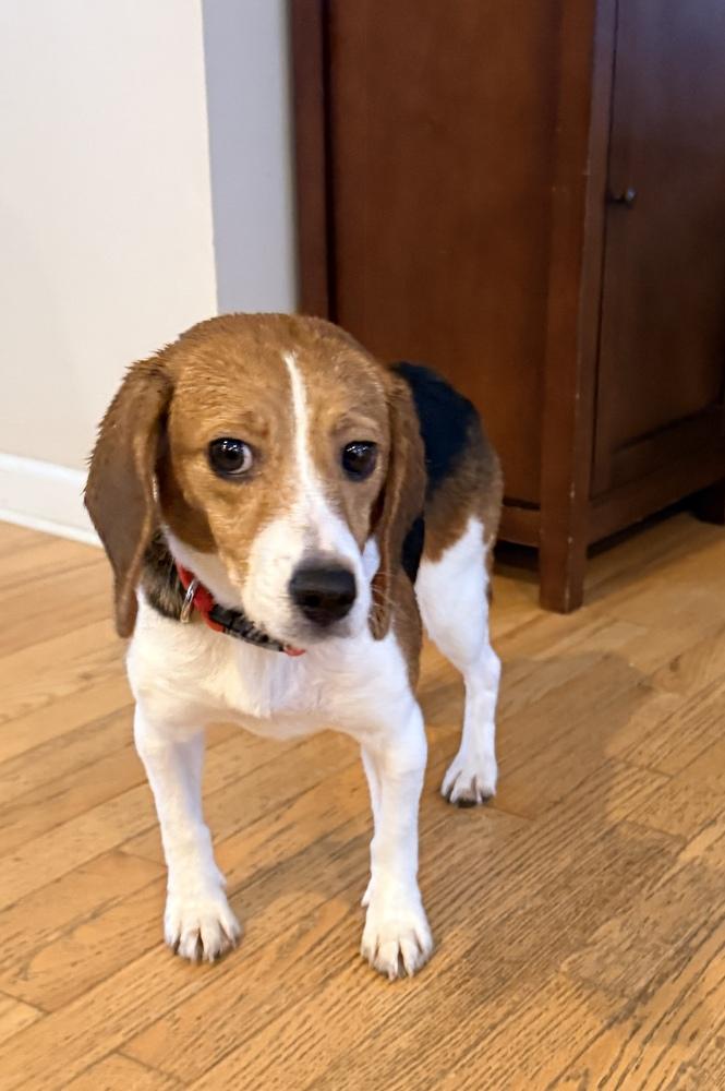 Enlarge Cleo, a Adoptable Beagle in Coldwater, MI image 4/4