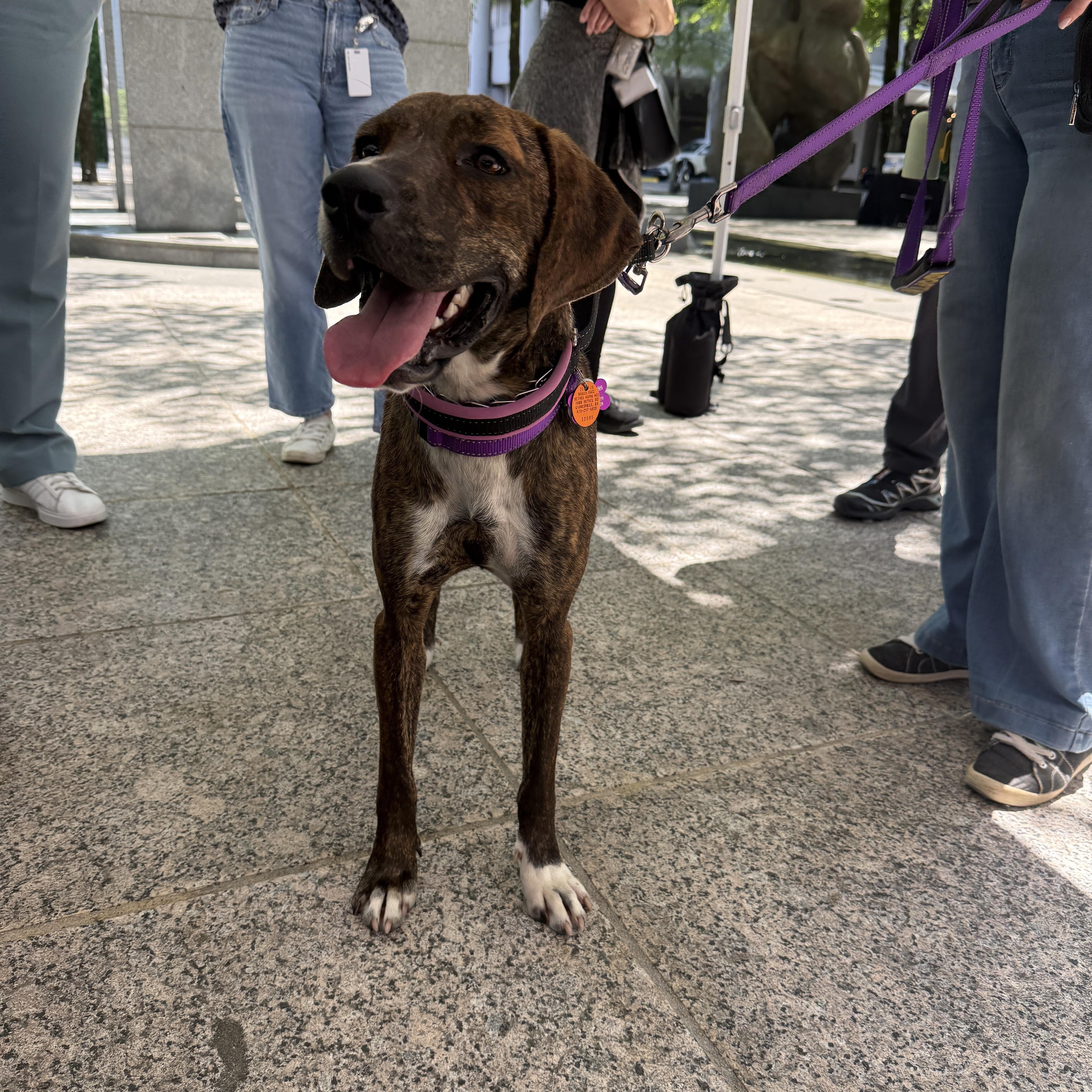 Enlarge Brinley, a ADOPTABLE mixed breed in Cumming, GA image 3/6