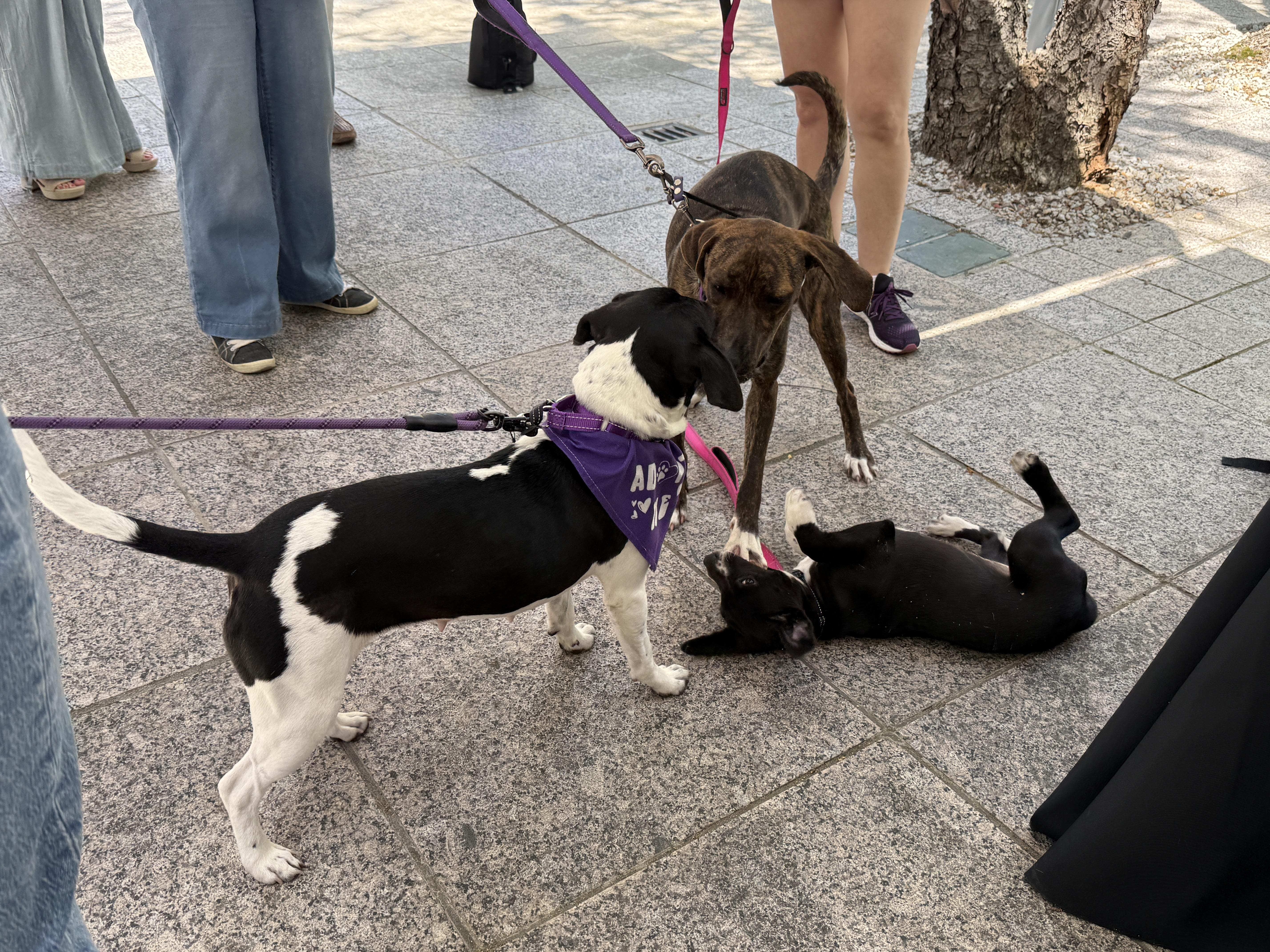 Enlarge Brinley, a ADOPTABLE mixed breed in Cumming, GA image 2/6