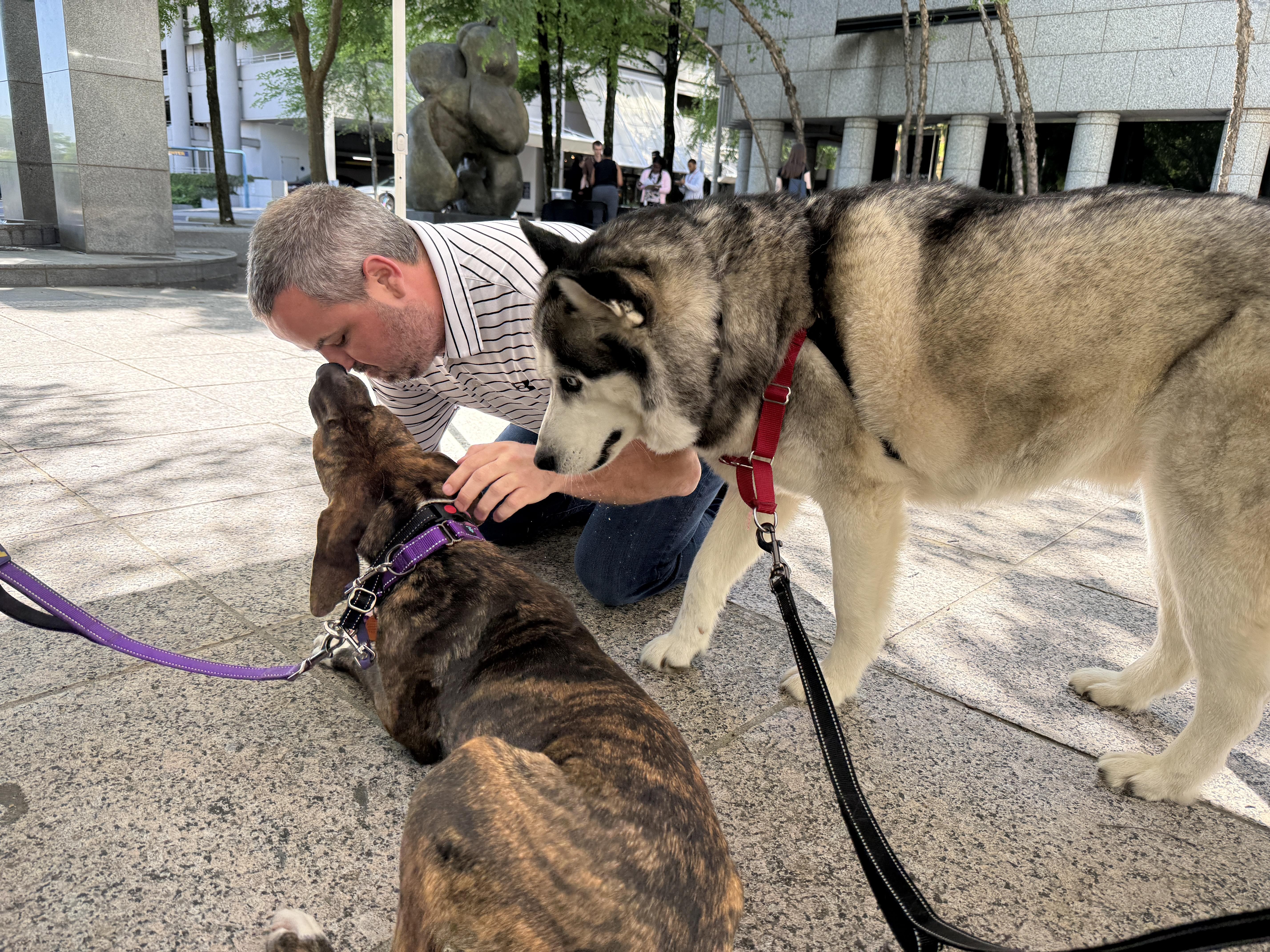 Enlarge Brinley, a ADOPTABLE mixed breed in Cumming, GA image 5/6