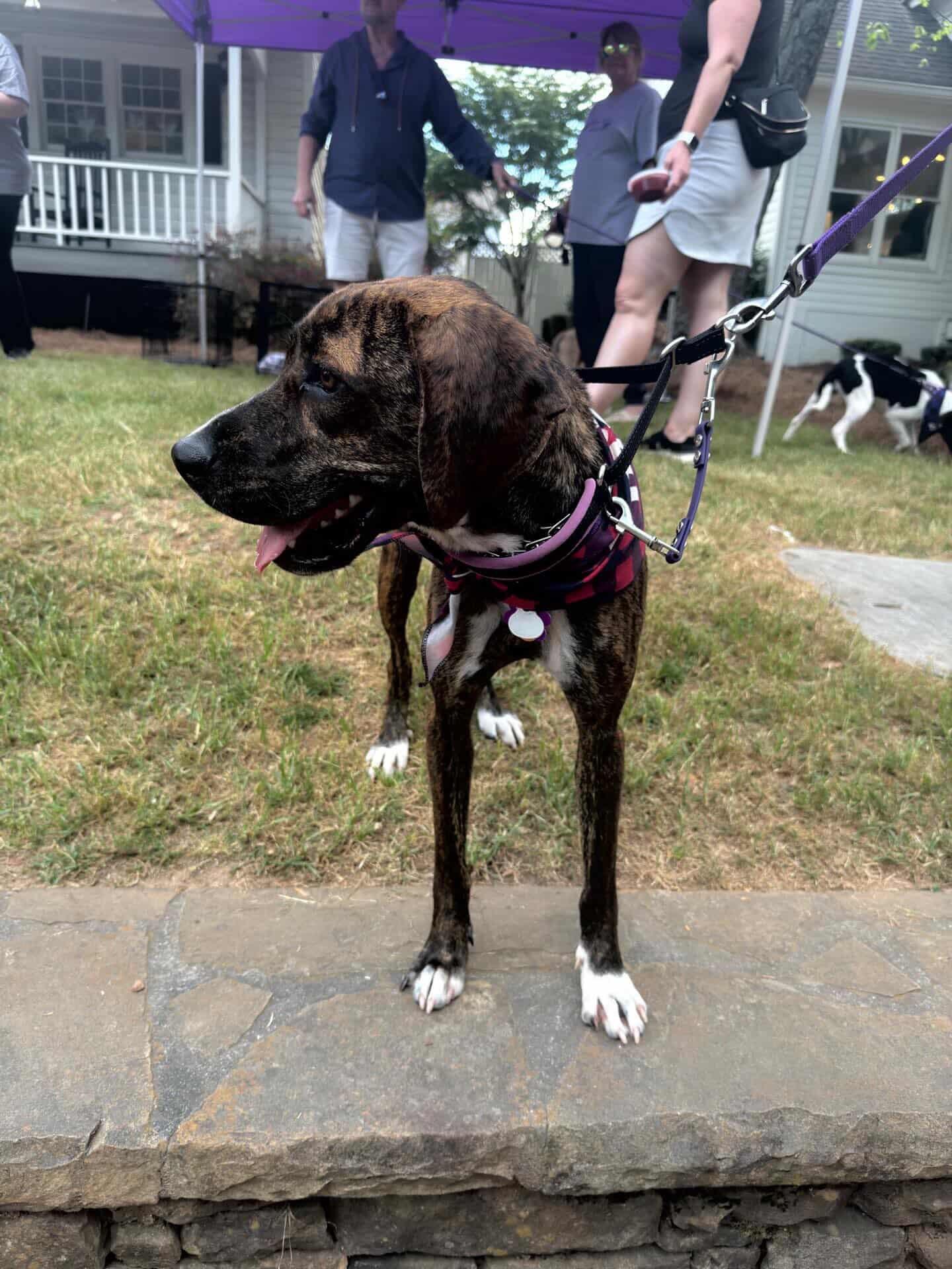 Enlarge Brinley, a ADOPTABLE mixed breed in Cumming, GA image 6/6