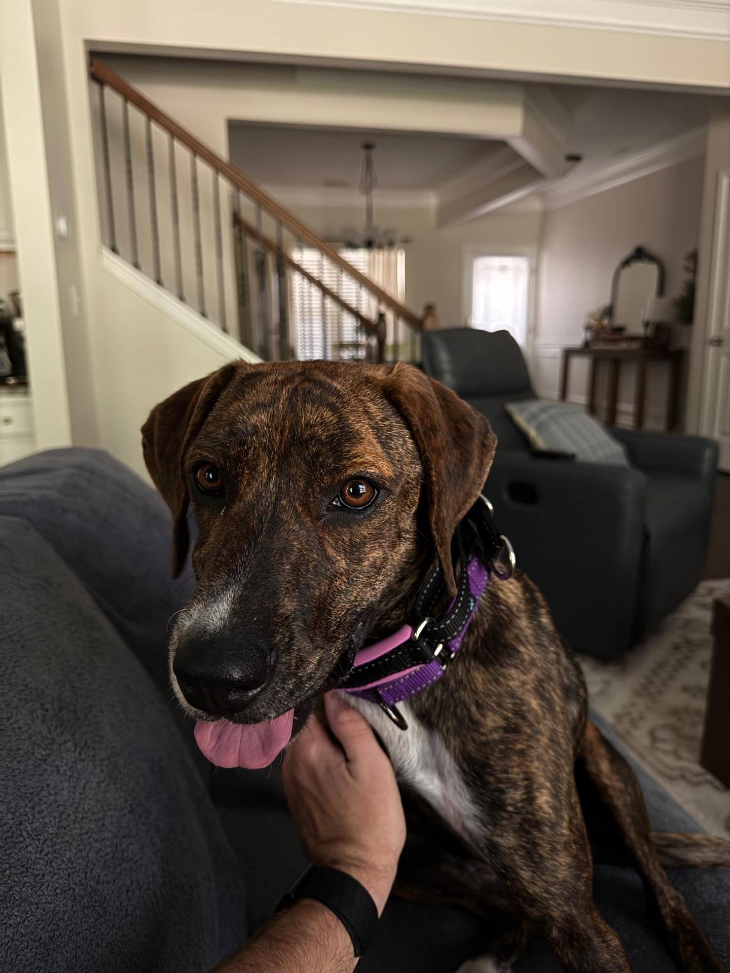 Enlarge Brinley, a ADOPTABLE mixed breed in Cumming, GA image 4/6
