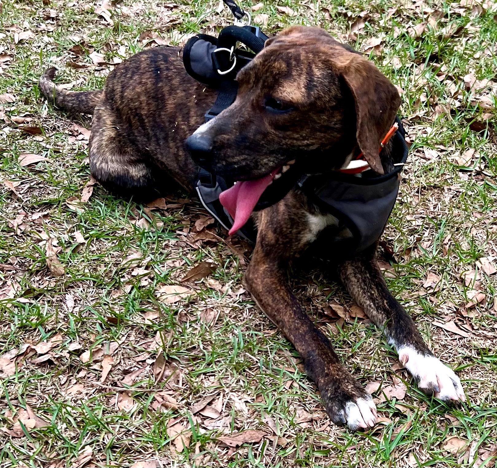 Enlarge Brinley, a ADOPTABLE mixed breed in Cumming, GA image 6/6