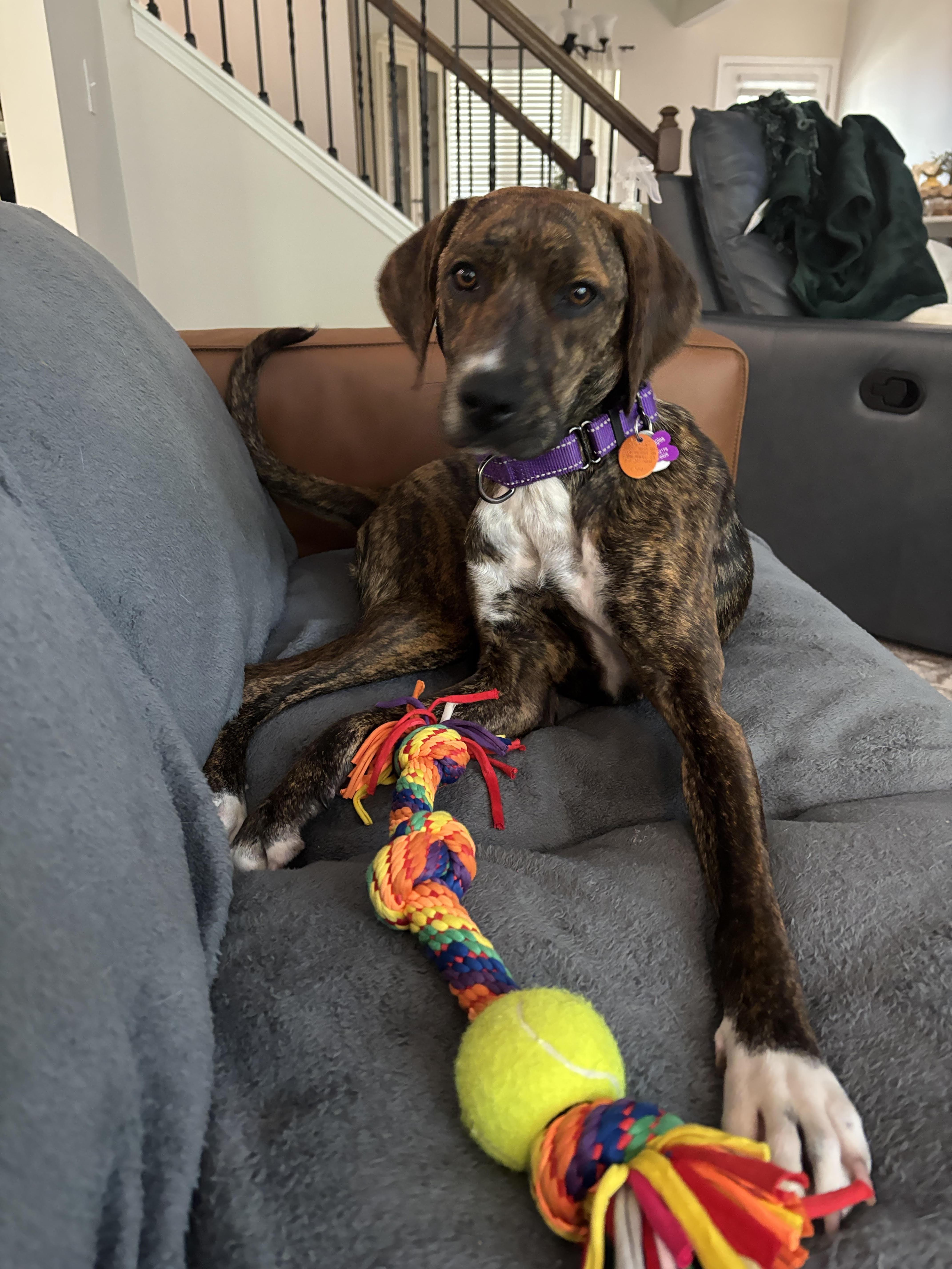 Brinley, ADOPTABLE, Young Female Plott Hound & Labrador Retriever.
