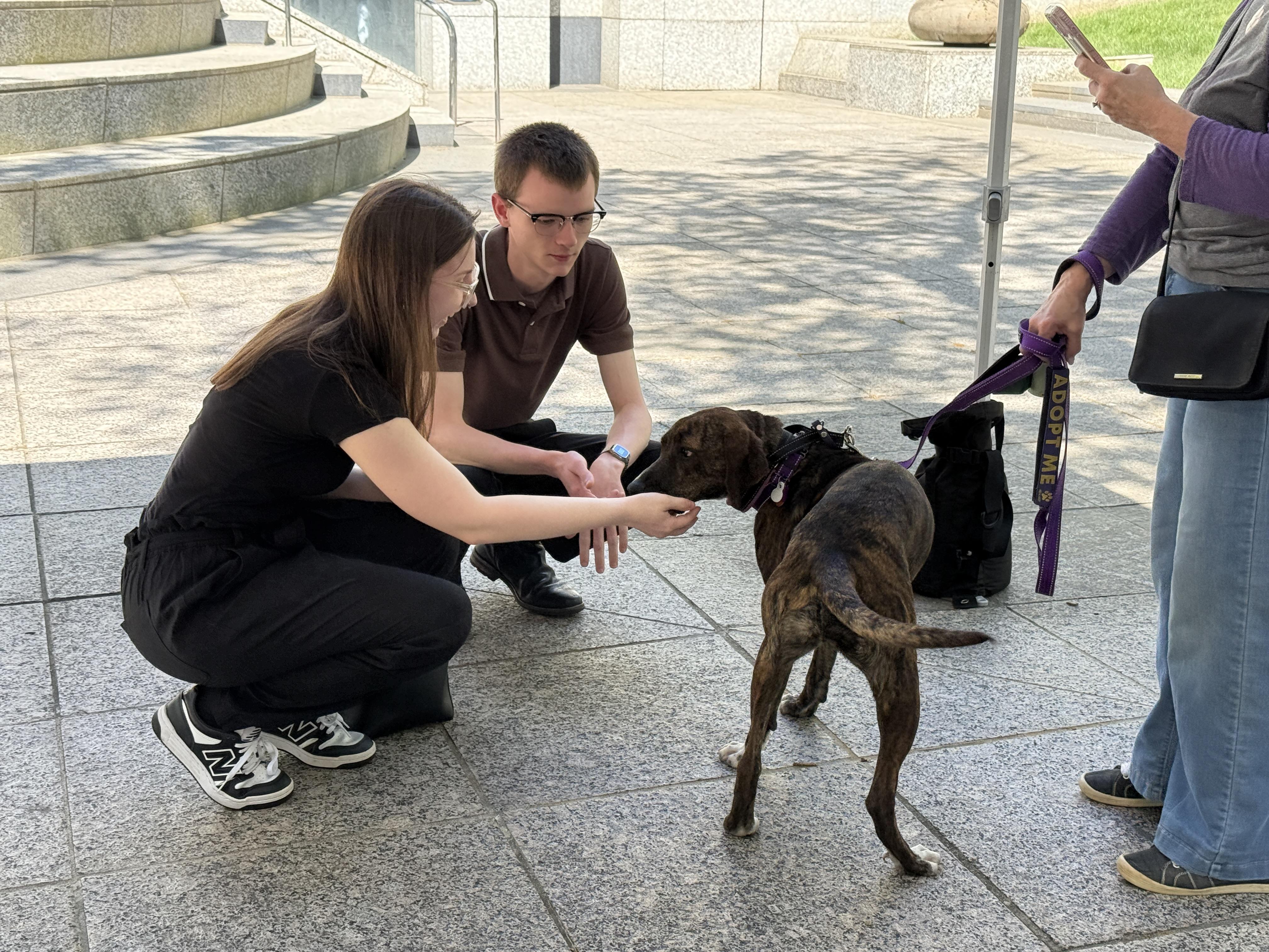 Enlarge Brinley, a ADOPTABLE mixed breed in Cumming, GA image 4/6