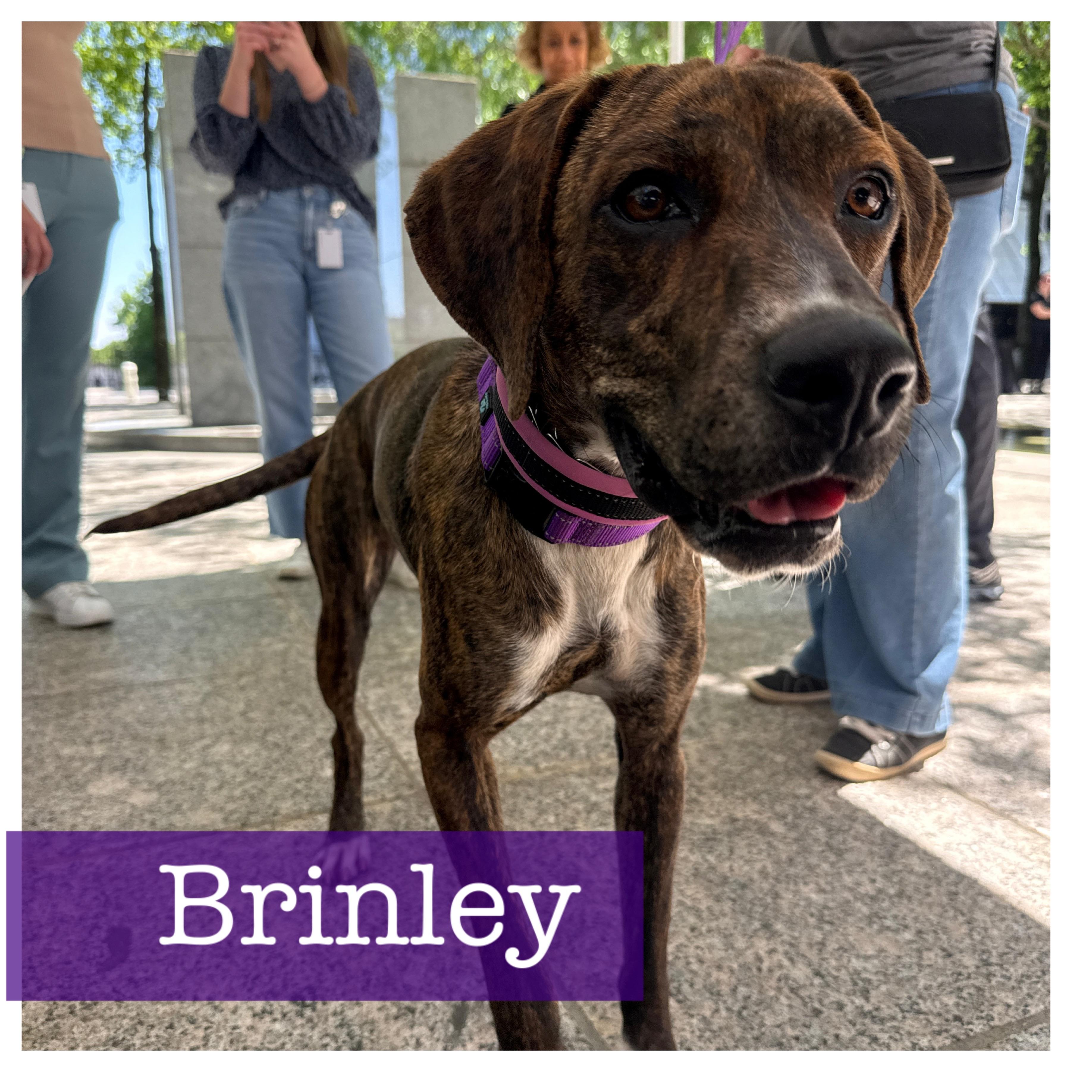Enlarge Brinley, a ADOPTABLE mixed breed in Cumming, GA image 1/6