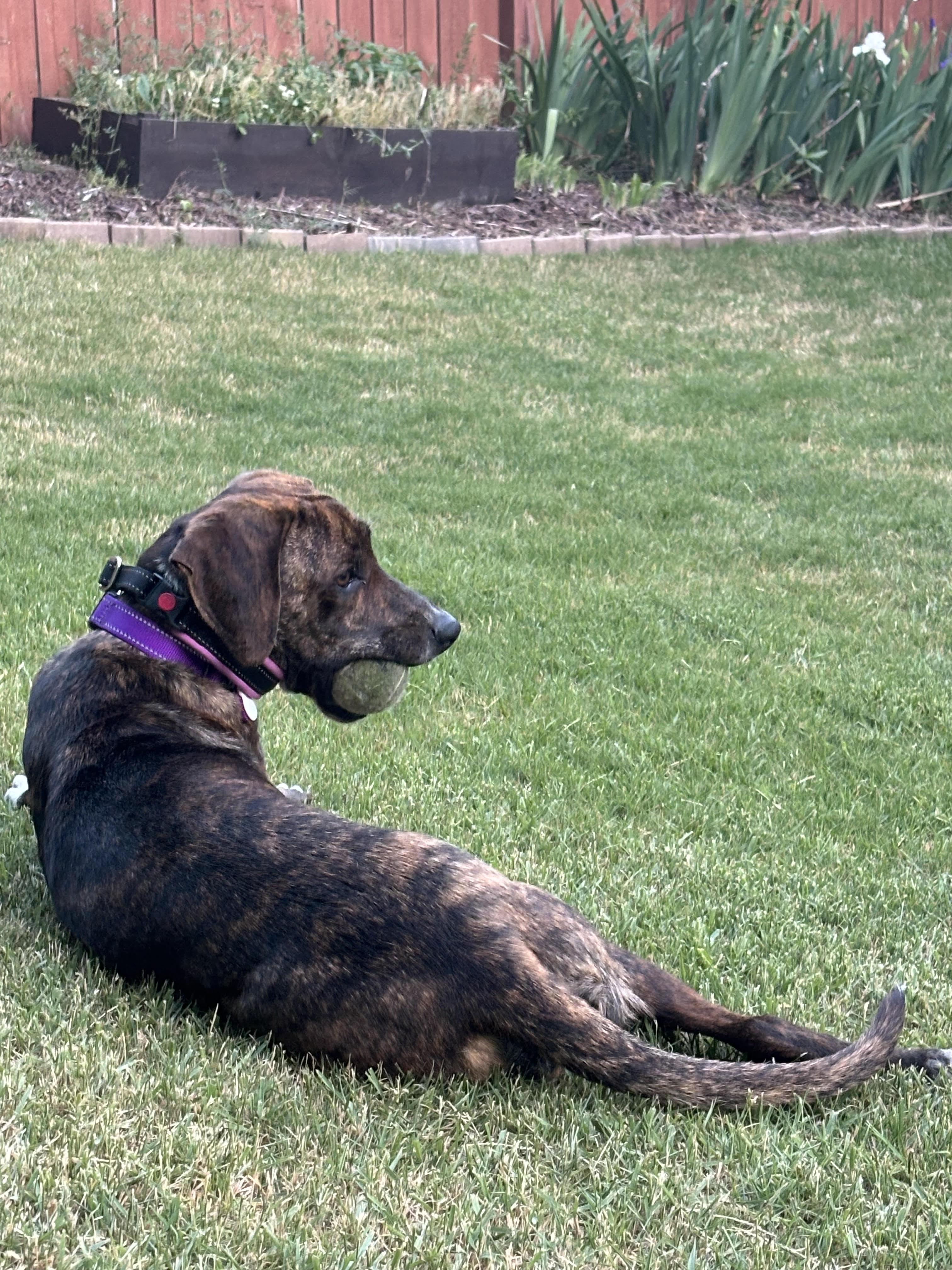 Enlarge Brinley, a ADOPTABLE mixed breed in Cumming, GA image 5/6