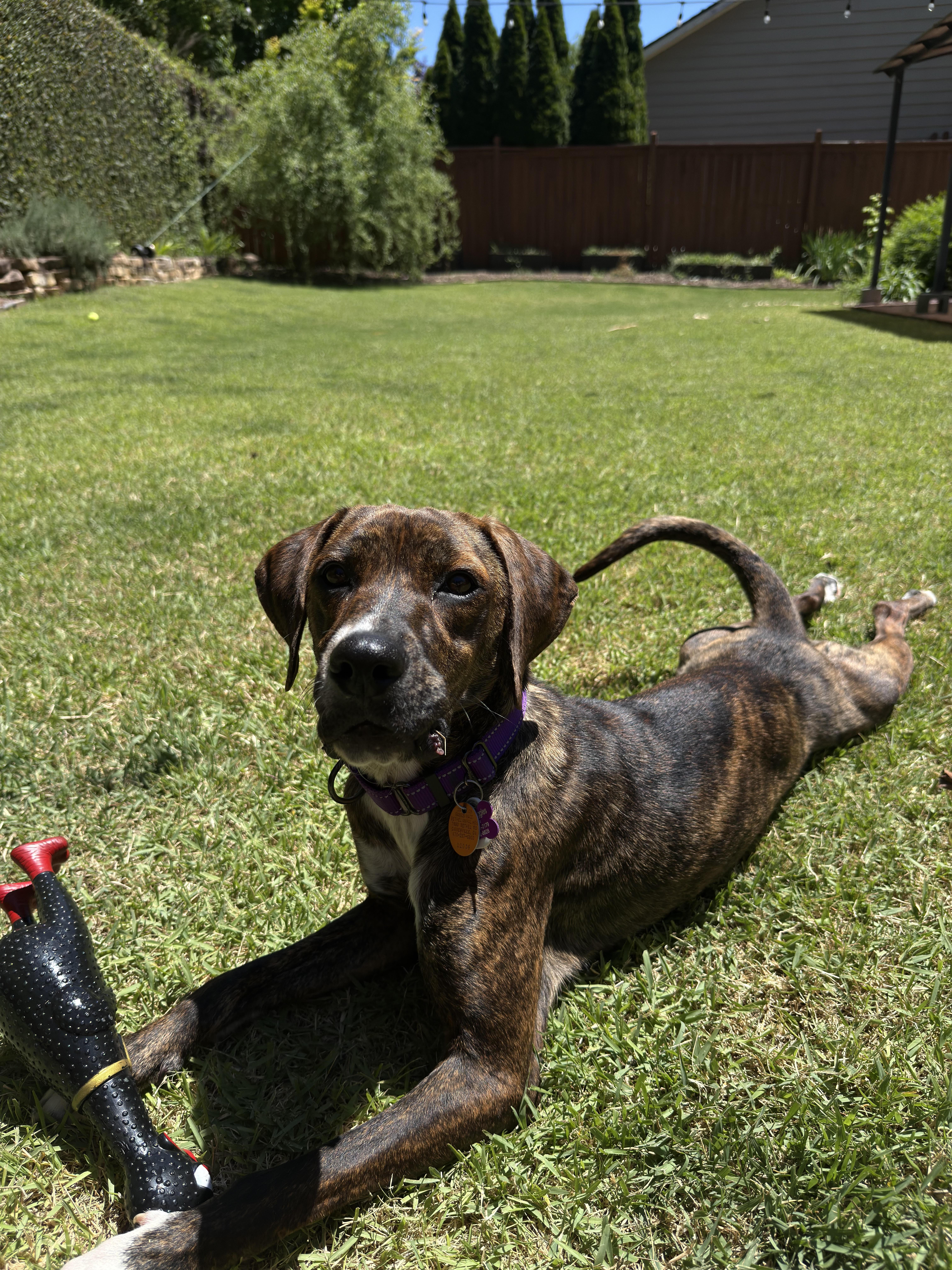 Enlarge Brinley, a ADOPTABLE mixed breed in Cumming, GA image 2/6