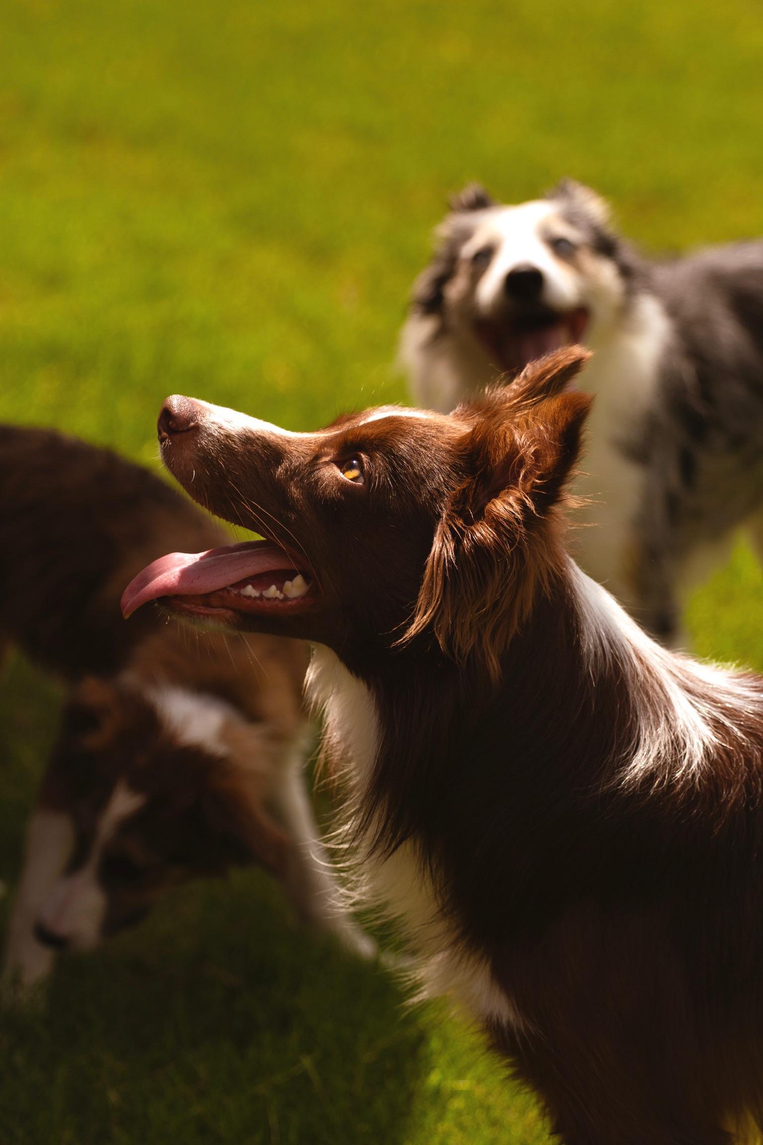 Enlarge Rowan, a Adopted Border Collie in Rocky Hill, CT image 5/6